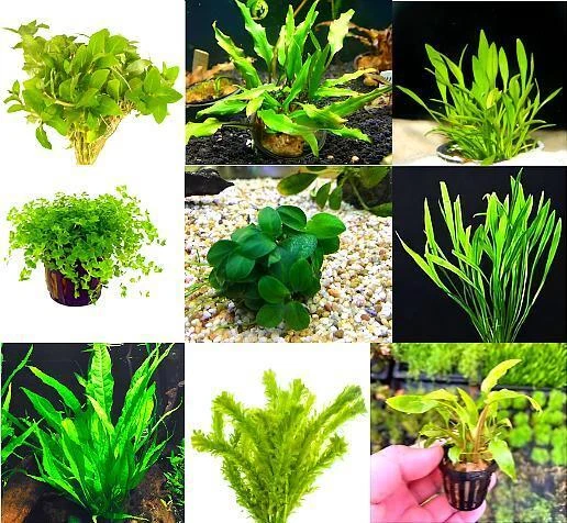 CANTON AQUATICS Premium Assorted Green Plant Pack - 6 Live Aquarium Plants