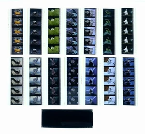 Original The Rescuers Down Under 35mm Film Cells Disney Cel 1995 Cinema Lot x100 - Imagen 1 de 3