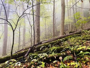 Misty Woods 8x10 Smoky Mountain Forest Nature Photography Giclee Print - Picture 1 of 3