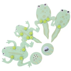 Froschwachstumsmodell Kind Vorschule Kaulquappen-Lernmaterial-Set - Bild 1 von 12