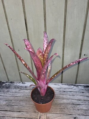 Billbergia hybrid rare  exotic bromeliad - Image 1 of 4