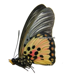 Unmounted Butterfly/Nymphalidae - Pseudacraea boisduvalii, M, CAR - Picture 1 of 1