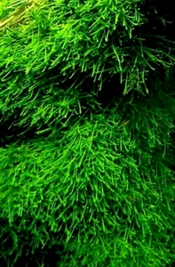 piante vere vive pianta per acquario acqua dolce tropicale muschio di java giava - Foto 1 di 9