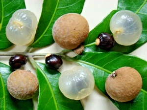 3 X TROPICAL LONGAN PLANTS-TUBESTOCK SIZE-FRUIT TREE-DWARF-TROPICAL GARDEN SHRUB - Picture 1 of 5