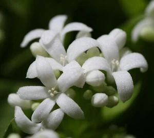 SAMEN WALDMEISTER Gartenpflanzen-Samen exotische Pflanzen Pflanzensamen frische - Bild 1 von 1