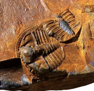 BRITISCHES ORDOVIZIUM Trinucleid TRILOBIT STAPELEYELLA INCONSTANS Fossil UK - Bild 1 von 9