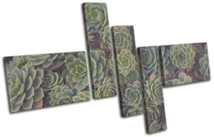 Succulent Plant Natural Floral MULTI CANVAS WALL ART Picture Print - Picture 1 of 1