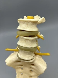 Vintage Geigy Lendenwirbelsäule anatomisches Modell Steißbein Wirbelsäule Wirbel - Bild 1 von 19