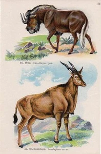 1910 SCHREIBER ATLAS CHROMO Säugetiere: Schwarzes Gnus, Gemeine Eland - Bild 1 von 2