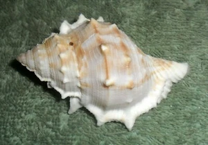 SS RFM 75676 Bursa rana Linne 1758 65.3mm F+ Nha Trang, Vietnam from local fishe - Picture 1 of 2