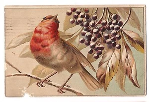UK European ROBIN Orange Breast BIRD Germany Embossed Postcard DB 1910 - Picture 1 of 2