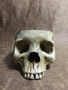 FeMale Real Human Skull RESIN REPLICA Drinking cup bowl food safe -Zane Wylie - Picture 1 of 3