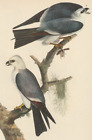 1942 Audubon Art Print 117 Mississippi Kite. Illustration d'oiseau vintage.