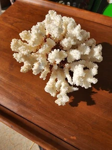 Vintage Natural White Reef Brown Stem Coral Nautical Coastal Decor 9" X 9" - Picture 1 of 6