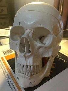 Medical Anatomical Human Skull Model 3-parts Numbered Life Size Teaching Model - Picture 1 of 8