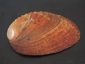 Hard2Get...HALIOTIS AQUATILIS~56.7mm/Gem~Thailand SEASHELL - Picture 1 of 3
