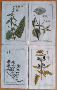 Thymus Rumex etc. - Medicinal Plants 4 Botanical Prints by Zorn - 1796 - Picture 1 of 1