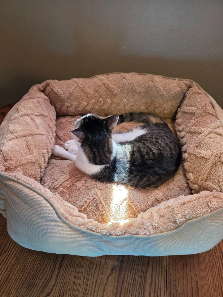 CAMA ORTOPÉDICA DE FELPA SUAVE PARA MASCOTAS CON FONDO ANTIDESLIZANTE (22" X 18") Foto 1 de 1