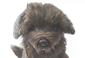 Greyfriars Bobby 12" Spielzeug Hund wie er ist, personalisiert, geschenkverpackt, 3 Optionen - Bild 1 von 43