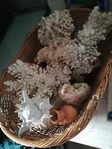 Acc. Acquario marino Rocce  - Foto 1 di 3