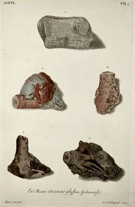 1764 G. W. Knorr (1705-1761); Large FOLIO Palaeontology Fossils Geology (VIIc) - Picture 1 of 3