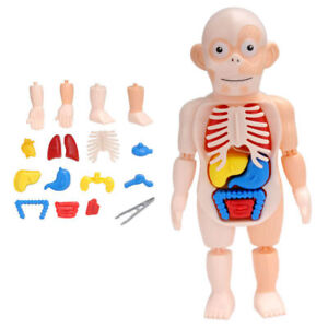 Human Body Anatomy Toy Preschool Educational Organ Hot Toy Assembled DIY Gift