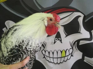 6+ SUPER RARE Silver Deathlayer Chicken fertile hatching eggs  - Picture 1 of 12