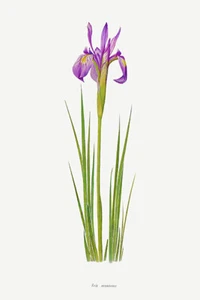 Iris Montana - 1900's - William Dykes - Botanical Illustration Poster - Picture 1 of 1