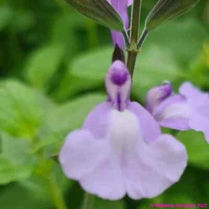 Salvia ‘So Cool Pale Blue’ Blue Flow Summer Well Drained and Hardy Summer Colour - Picture 1 of 5