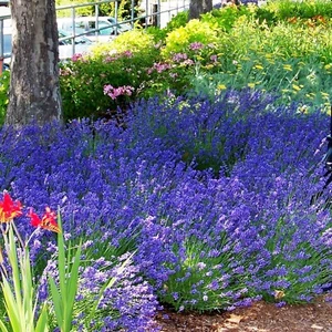 Lavendel Lavandula angustifolia Winterharte und robusteste Sorte -11 - Bild 1 von 5
