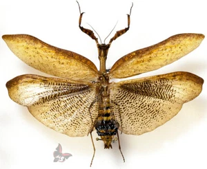 Decimiana sp.(Mantodea-Acanthopidae),from South America,RARE,MOUNTED,ACTUAL SP. - Picture 1 of 1