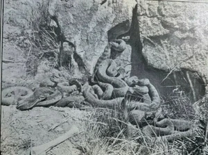 1899 Rattlesnake in His Den Snakes illustrated - Picture 1 of 7
