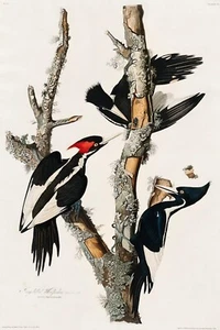 Pájaro carpintero facturado marfil J.J. Audubon Birds of America estampado Giclee envío gratuito - Imagen 1 de 4