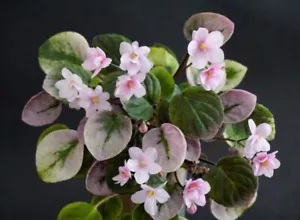 Ramblin' Right Along 2 Blätter/ 2 leaves African Violet Usambaraveilchen - Bild 1 von 1