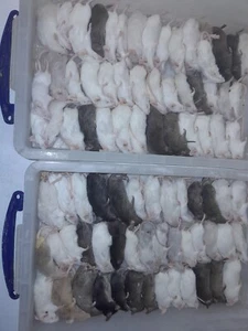 Frozen reptile food rats ,coloured mice, chicks - Picture 1 of 1