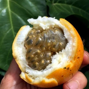 Sweet Granadilla Yellow Passion Fruit Seeds (Passiflora ligularis) Climber Vine - Picture 1 of 9