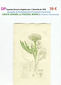 XIX ème - CRISTE MARINE (Crithmum Maritimum) Superbe Gravure de 1836 - Picture 1 of 2