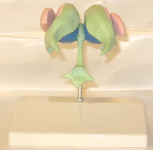Ventricles & basal ganglia nuclei anatomical model brain anatomy teaching - Picture 1 of 6