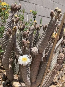 Cactus articulatus var. diadematus 1✘ CUTTING about 7cm high succulen - Picture 1 of 3