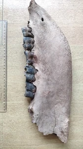 3070g huge Ice Age mammal jaw specimen Pleistocene - Picture 1 of 22