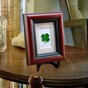 Good Luck Mahagoni Gestell mit echtem 4 Blatt Kleeblatt für Schreibtisch, Regal oder Wand MH-4F - Bild 1 von 5
