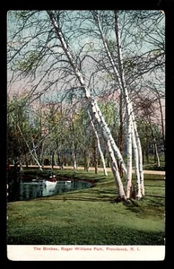 Roger Williams Park The Birches, Providence, R.I. Post Card - Picture 1 of 2