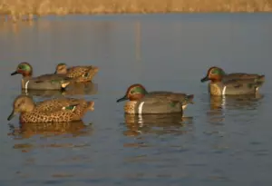 Duck Decoys set of 6 Flambeau Storm front Teal decoy 4 cocks 2 hens - Picture 1 of 4
