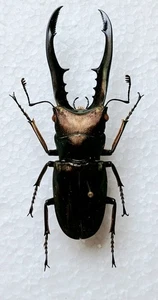 Bronze Stag Beetle Cyclommatus Metallifer Set x1 54mm+ Ideal for Framing. - Picture 1 of 2