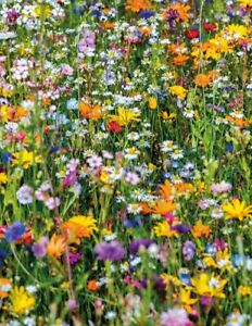 (Beneficial Insect Mix) 300+seeds BEE FLOWER MIX, attracts friendly bugs 🐞🐝🌿