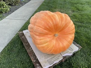 Atlantic Giant Pumpkin Seeds 418 McMillin’23 (1819 Marshall X 2554 Andrusz) $25 - Picture 1 of 8