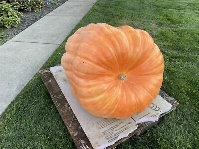 Atlantic Giant Pumpkin Seeds 418 McMillin’23 (1819 Marshall X 2554 Andrusz) $25 - Image 1 of 4