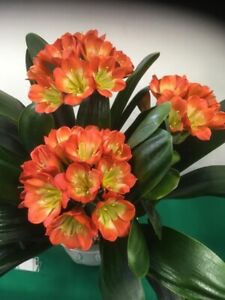 3x Clivia Miniata Green Throat seeds. UK National Collection holders