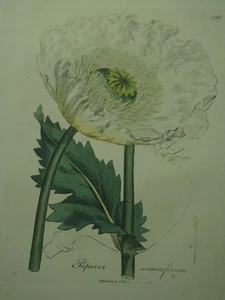 Ant. Gravur Woodville Medizinische Botanik "Papaver somniferum" Mohn - Bild 1 von 1
