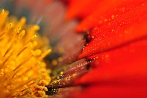 Orange Gazania Afrcan Daisies Summer Treasure Flower Photograph Picture Print - Picture 1 of 6